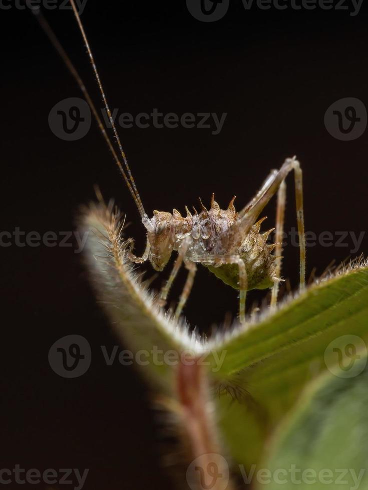 blad katydid nimf foto