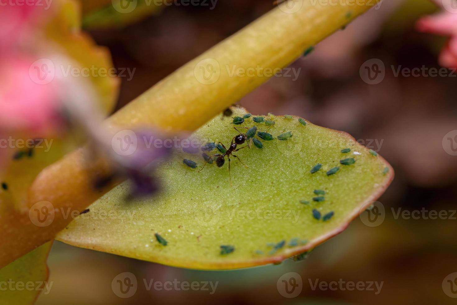 kleine bladluizen insectenop de plant vlammende katy foto