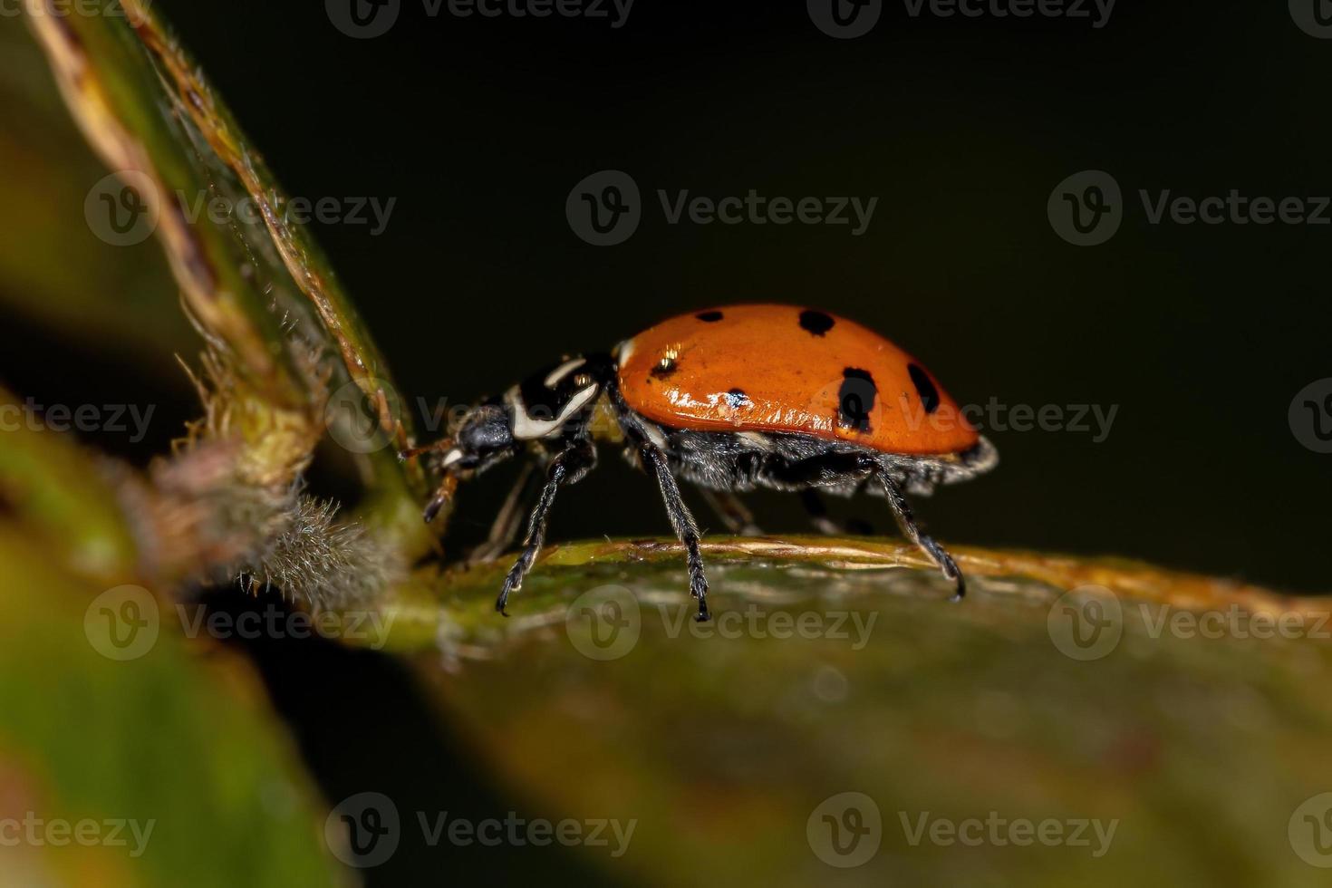 volwassen convergerende lieveheersbeestje foto