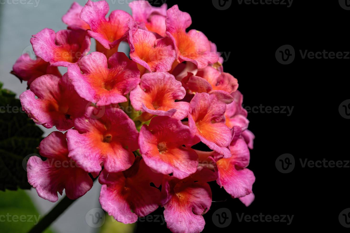 bloem van gewone lantana foto