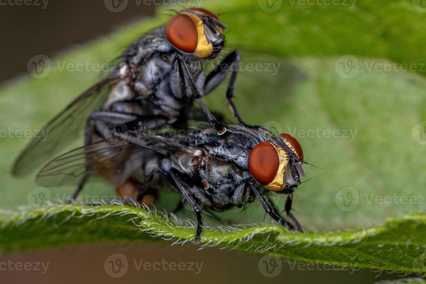 volwassen vlees vliegt foto