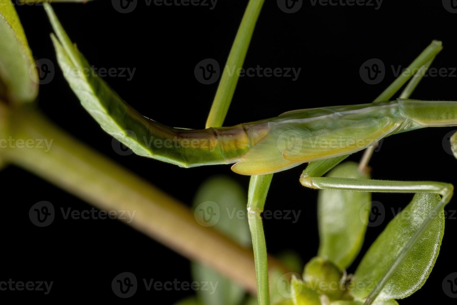 kleine mantid subadult foto