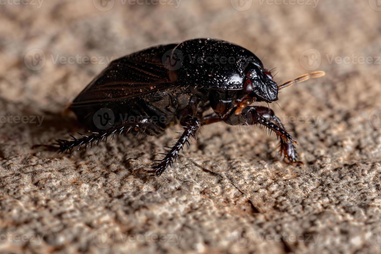 braziliaanse gravende bug foto