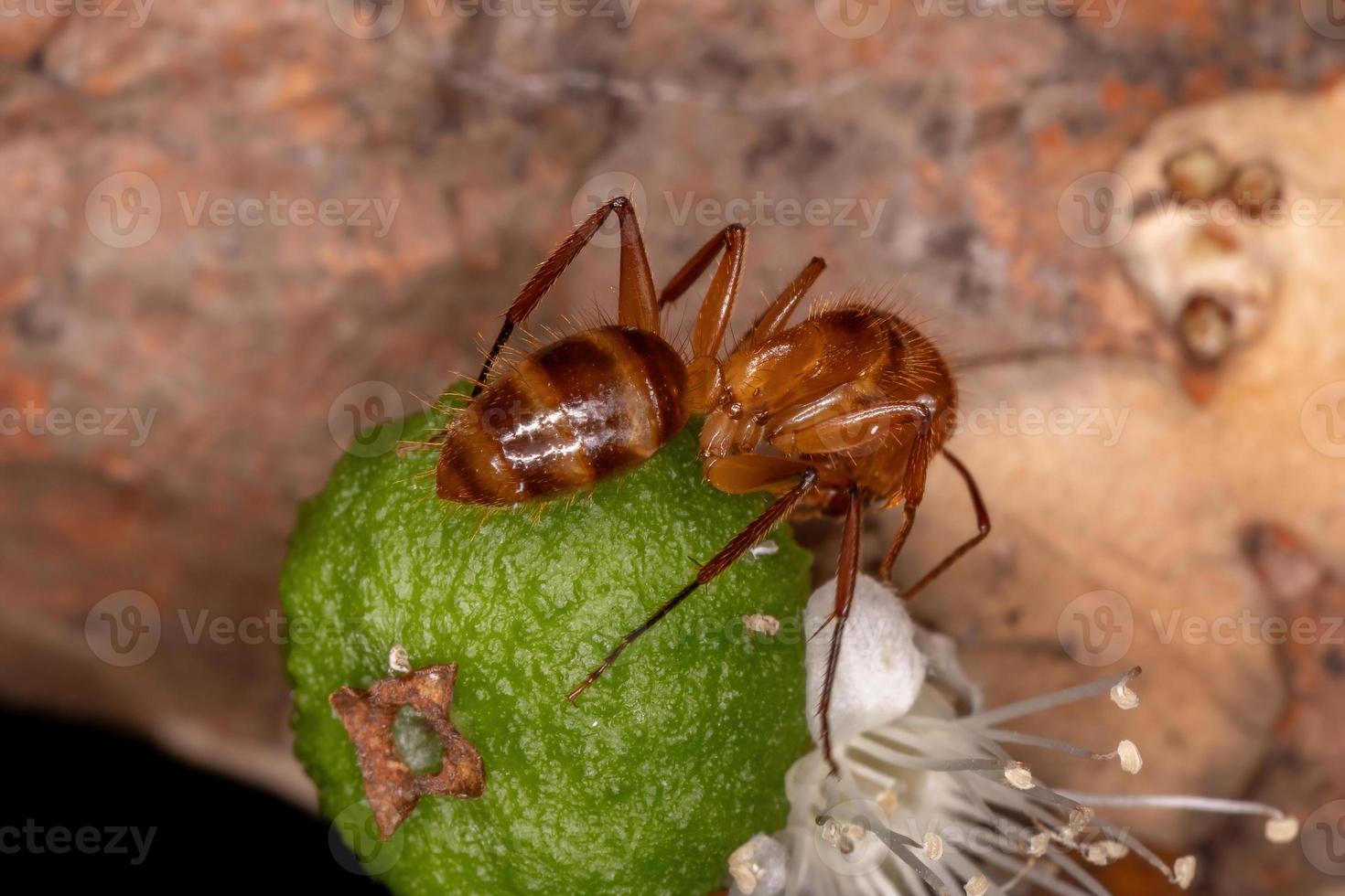 volwassen timmerman mier foto