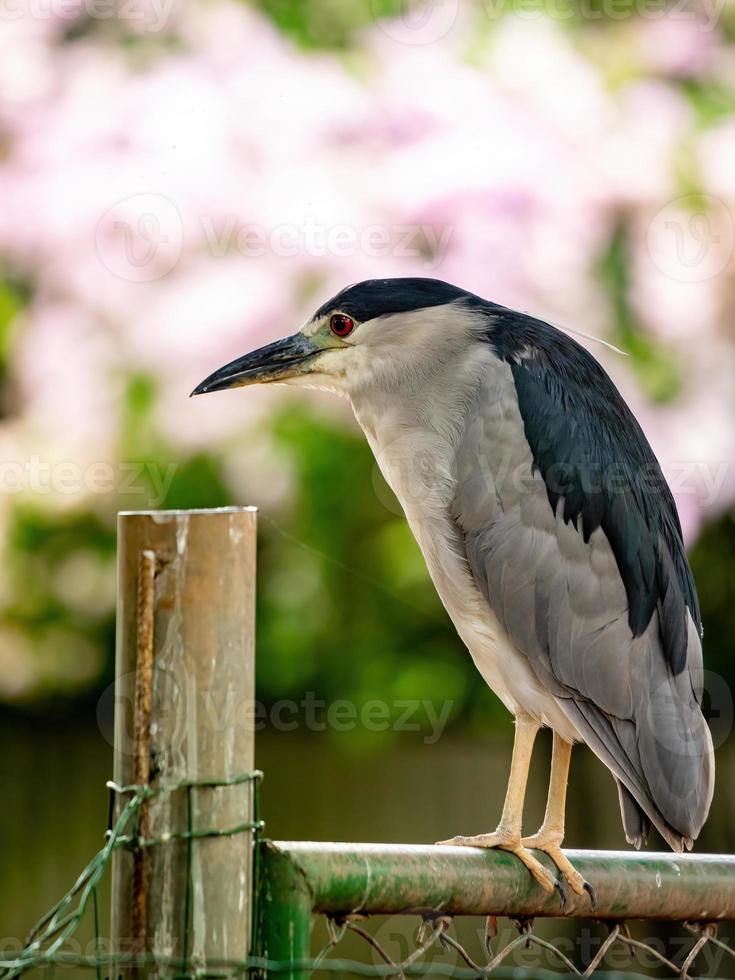 zwart gekroonde nachtreiger foto