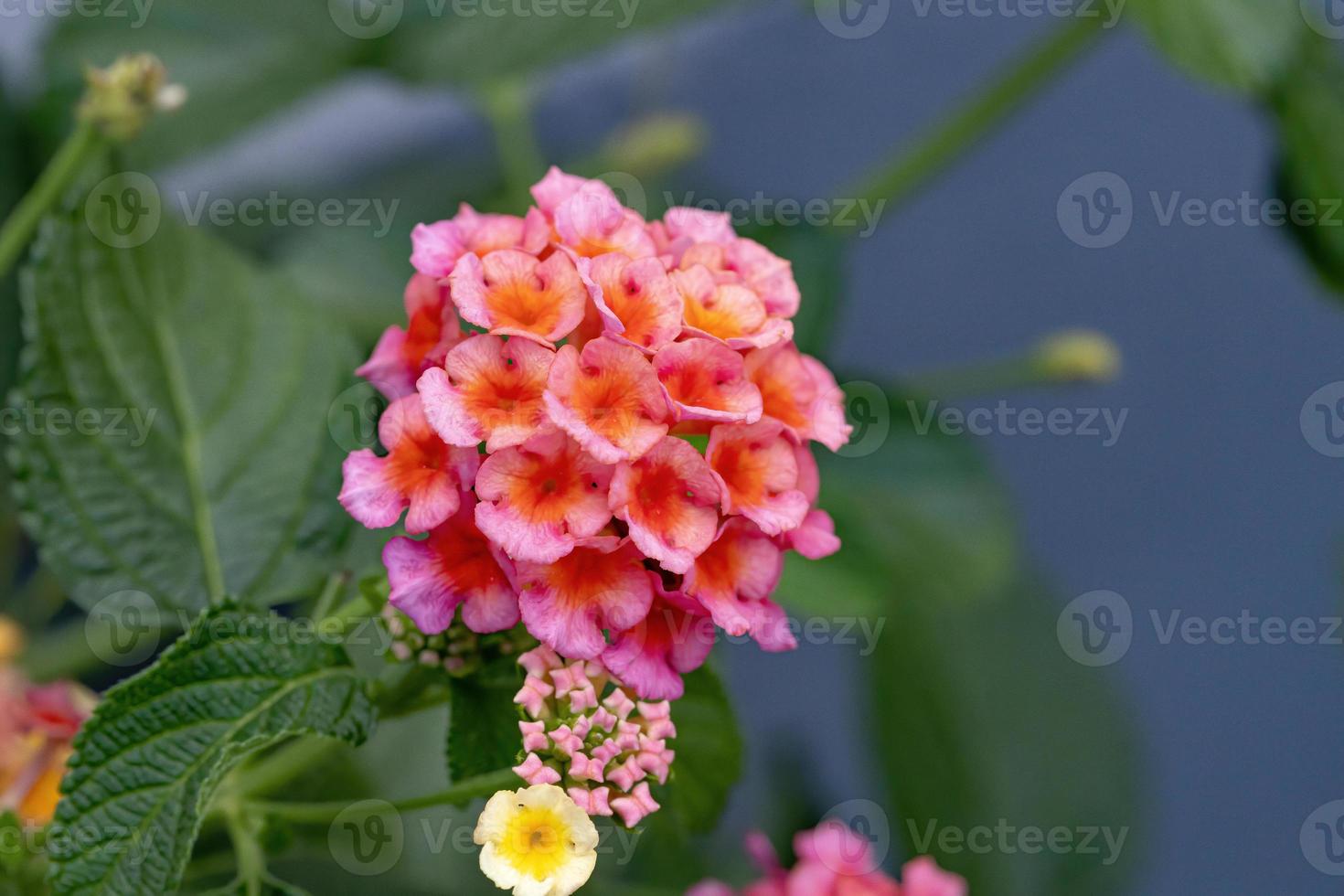 bloem van gewone lantana foto