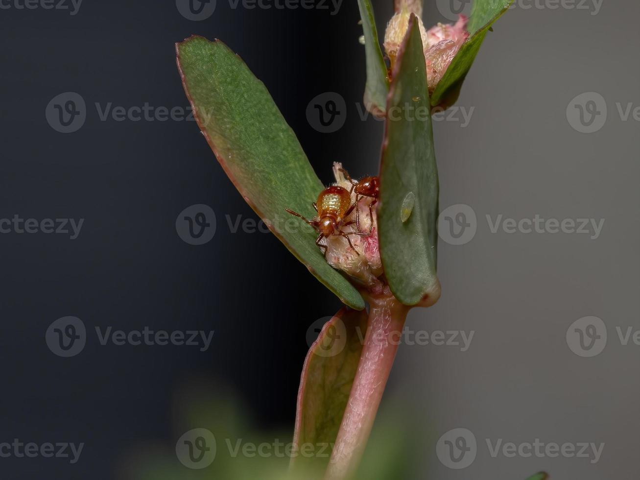 geurloze plantenwants nimf foto