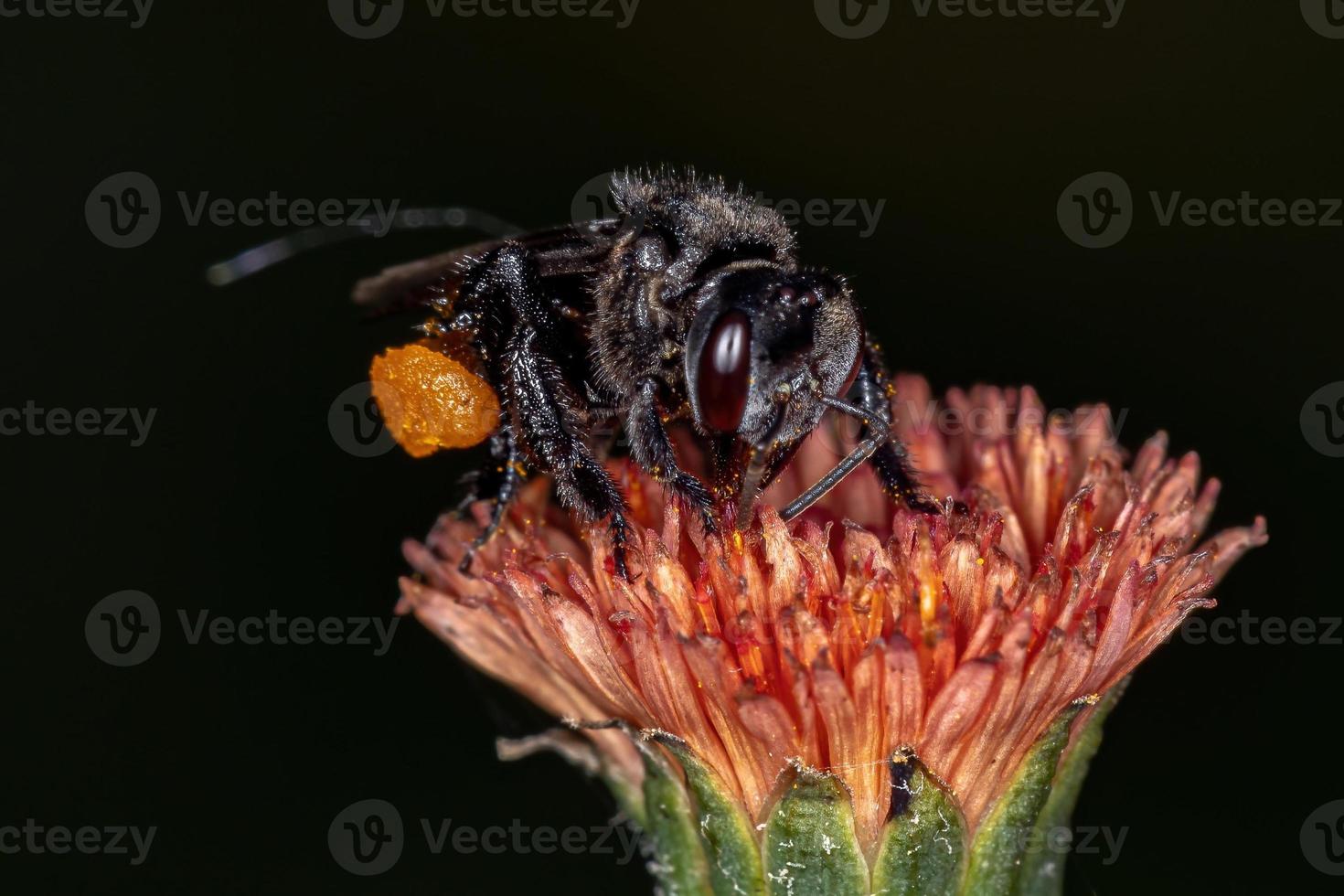 volwassen angelloze bij foto