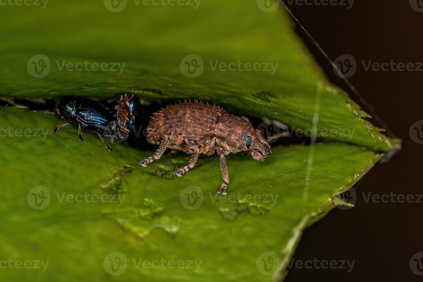 volwassen breedsnuitkever foto