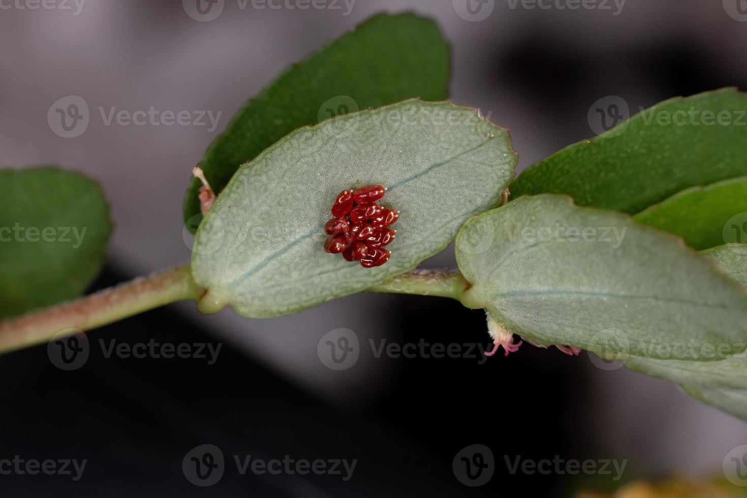 geurloze eieren van plantenbeestjes foto