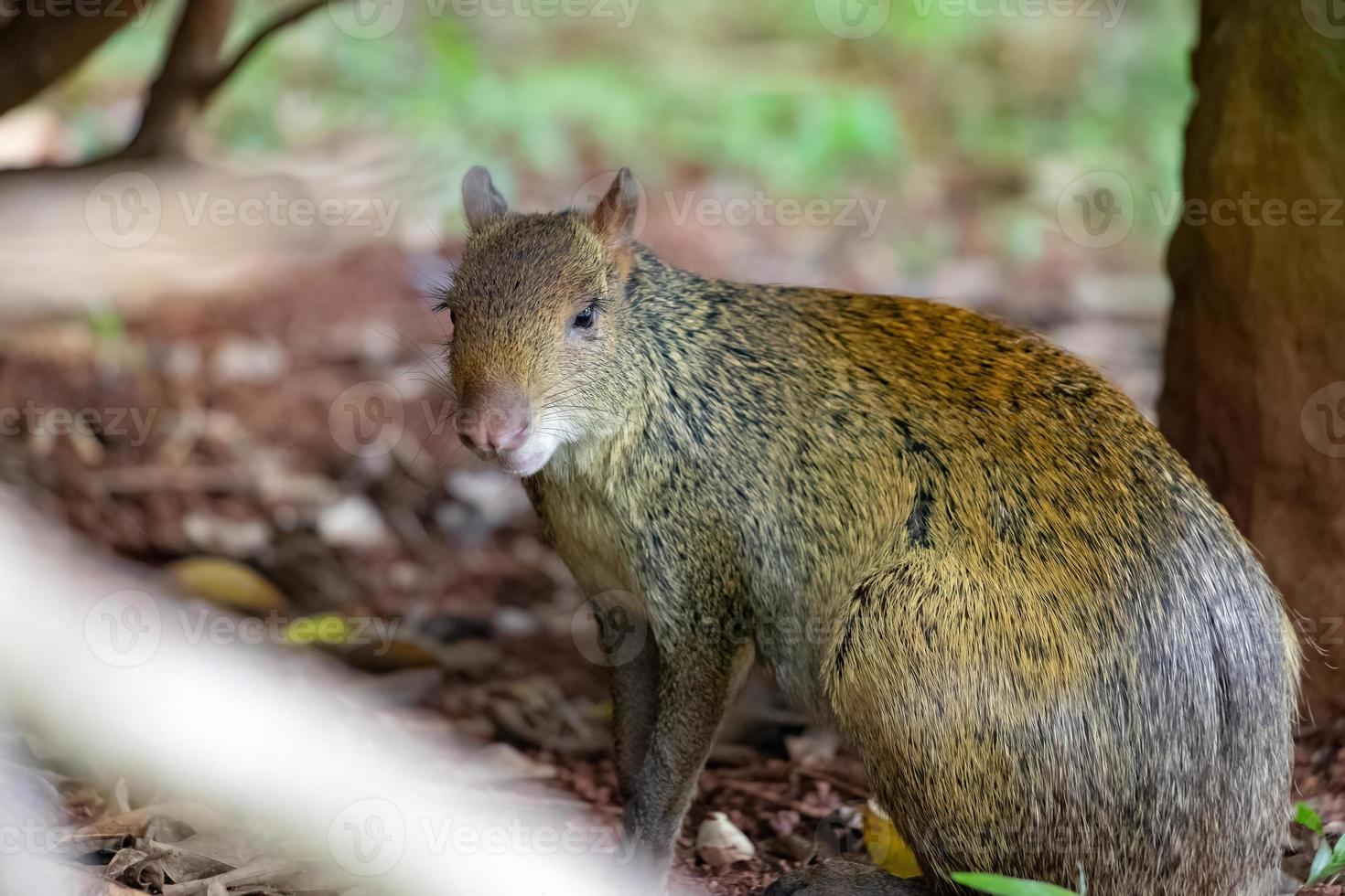 agouti wild dier van het geslacht dasyprocta foto