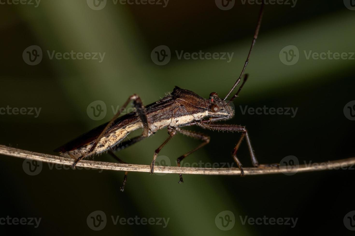 volwassen breedkopwants foto