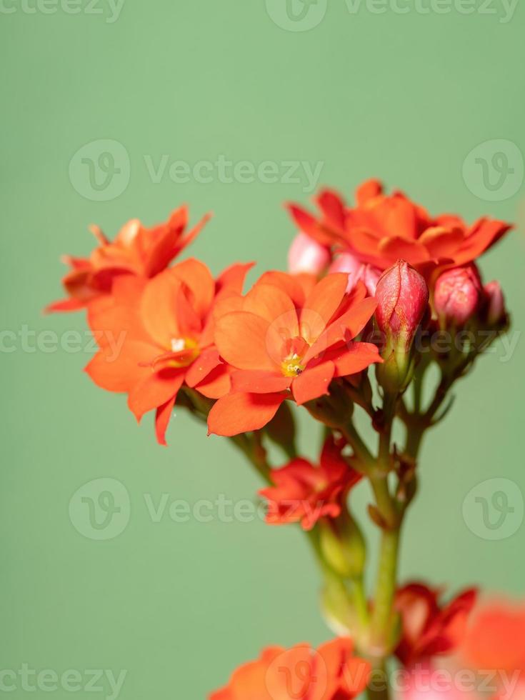 vlammende katy rode bloem foto