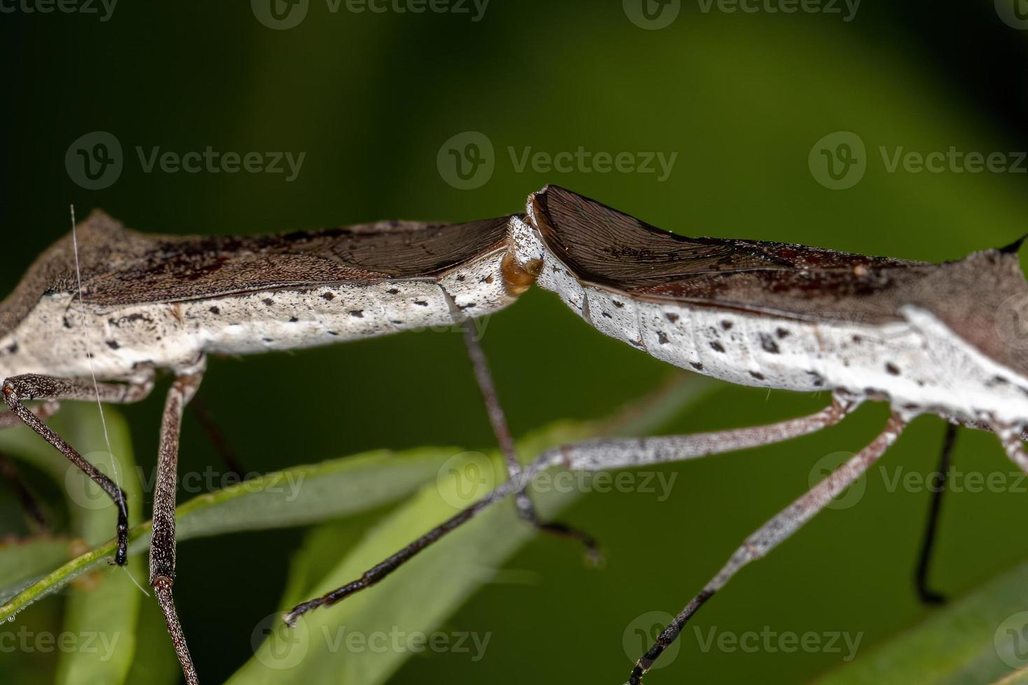 volwassen blad-footed bugs koppeling foto