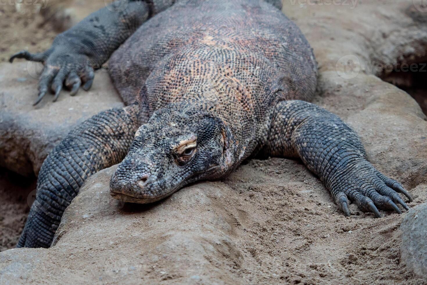 komodo draak, varanus komodoensis. de grootste hagedis in de wereld is rusten. foto