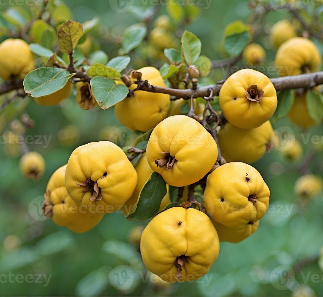 ai gegenereerd rijp kweepeer fruit Aan de takken van een kweepeer boom foto