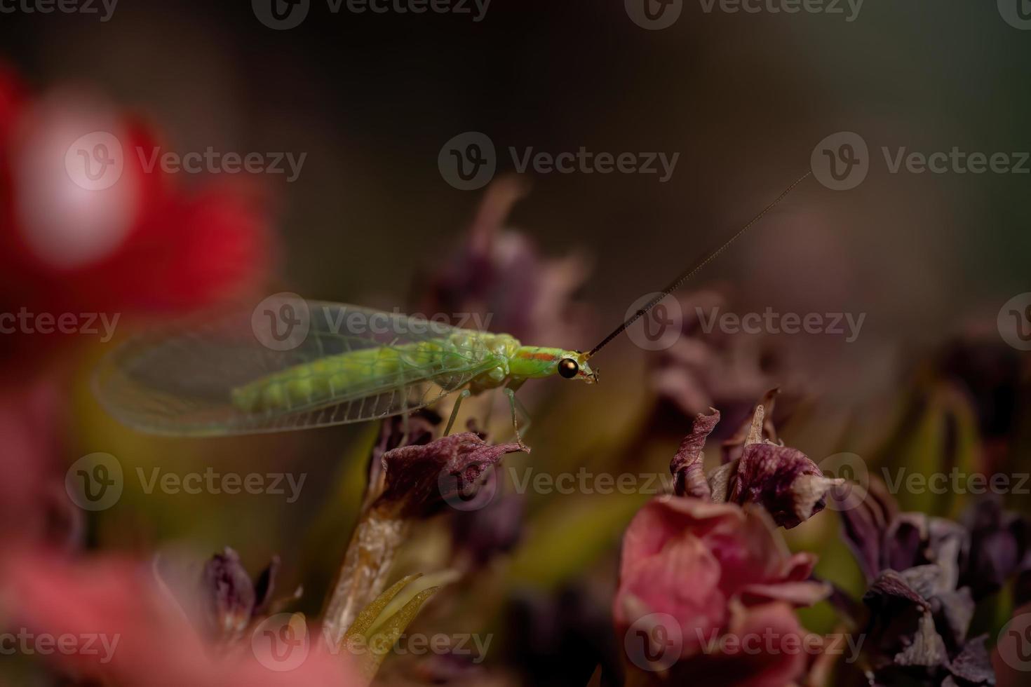 typische groene gaasvlieg in een bloeiende plant foto