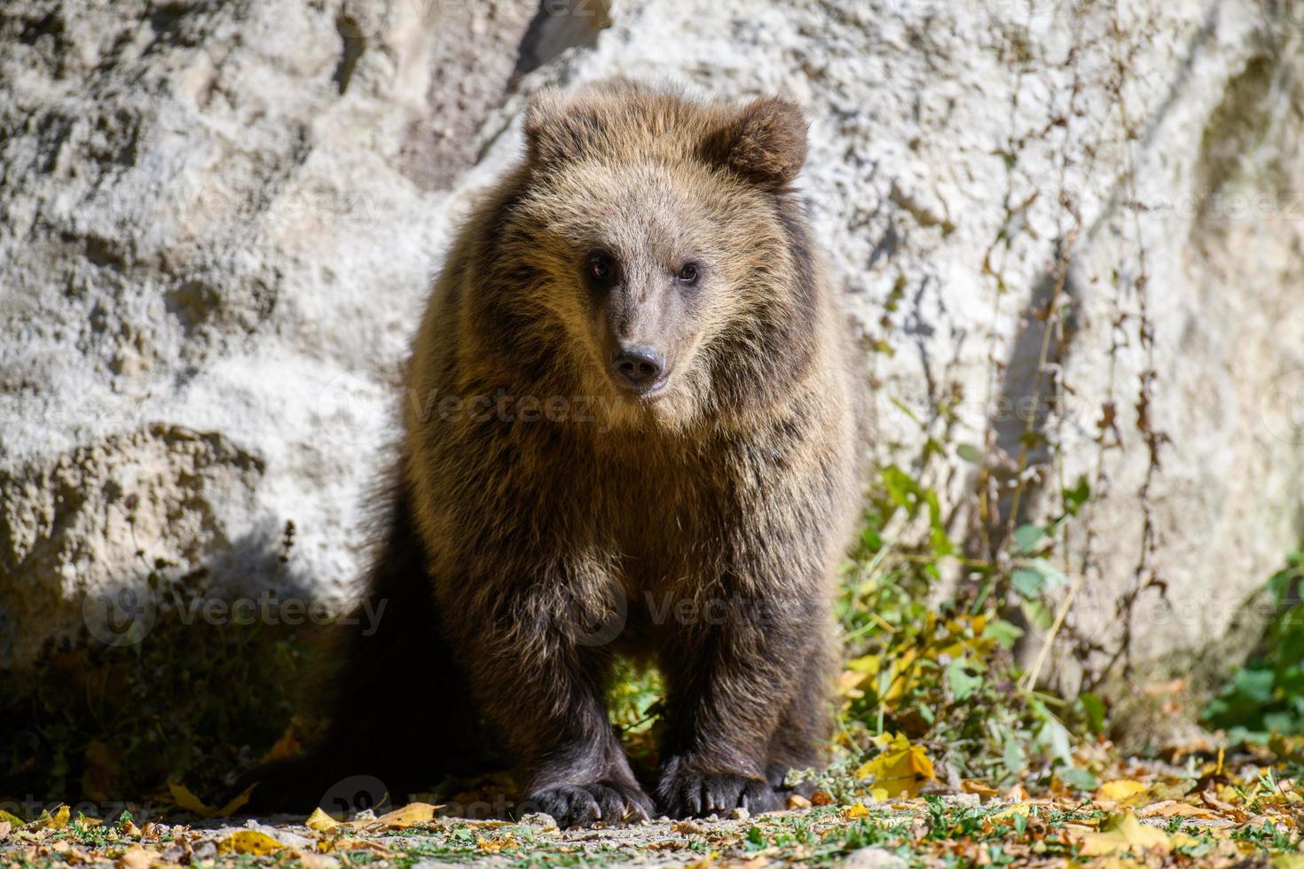 baby welp wilde bruine beer in het herfstbos. dier in natuurlijke habitat foto