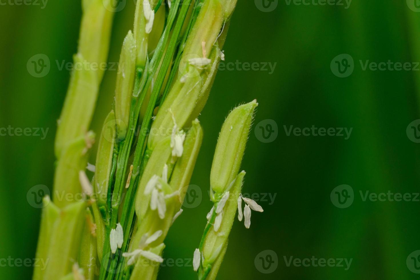 de oren van rijst stonden rechtop met de wind in de zomer foto