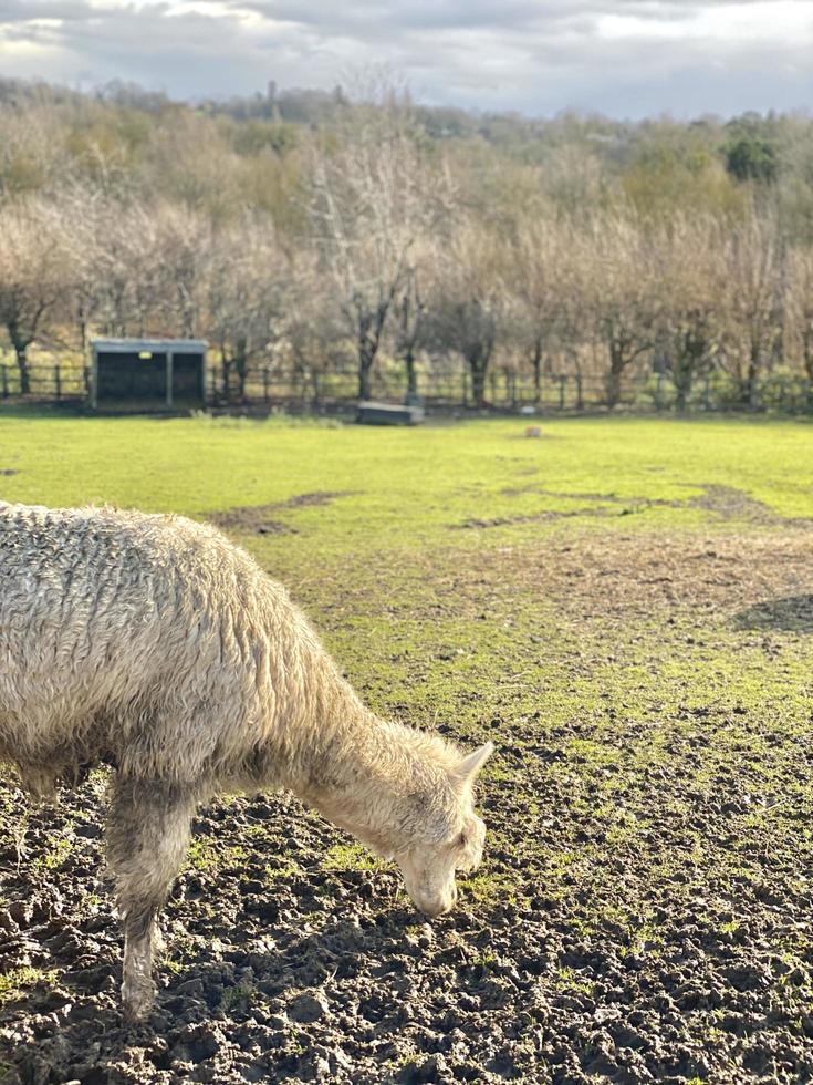 portret van lama die op een veld eet foto