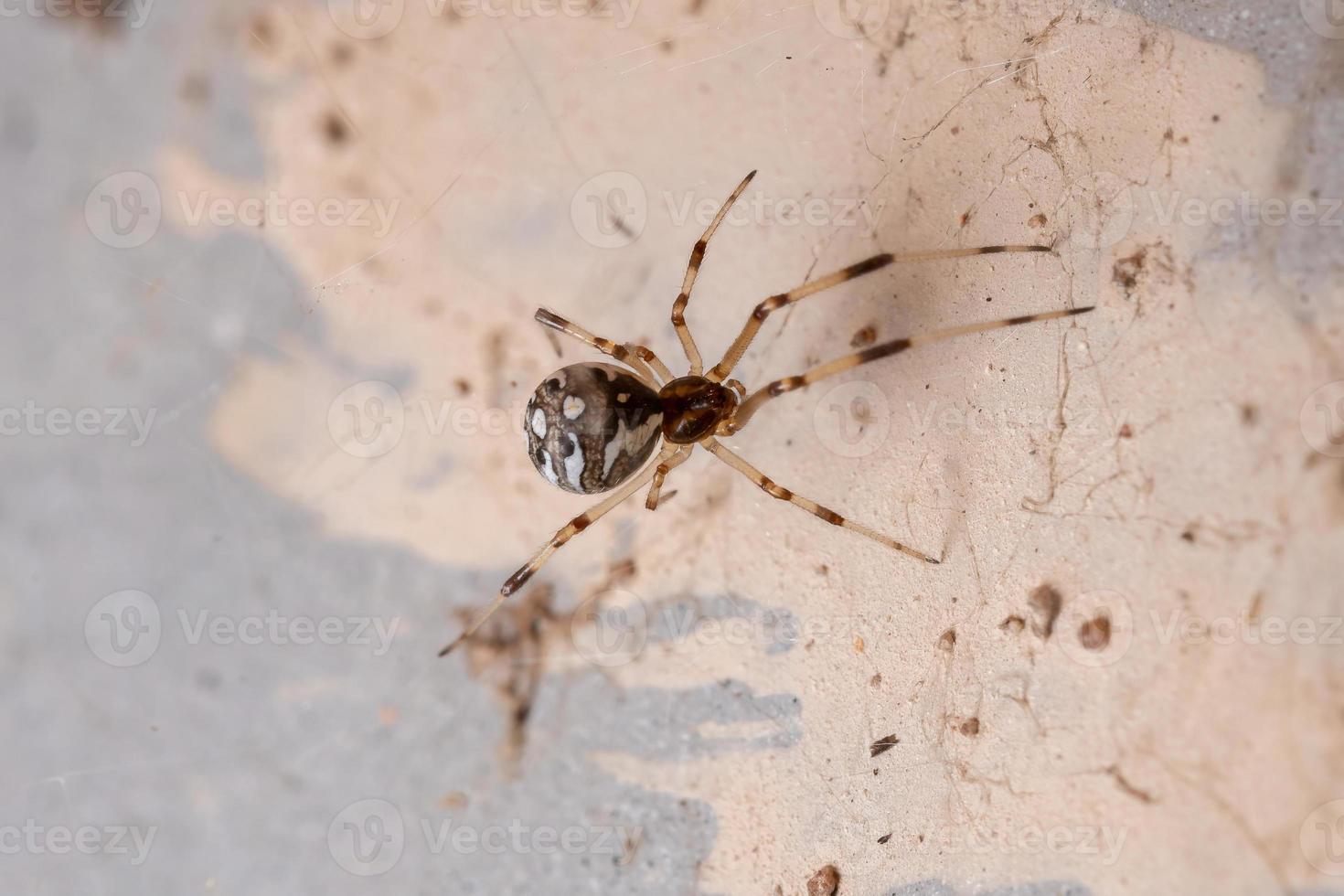 kleine bruine weduwe foto