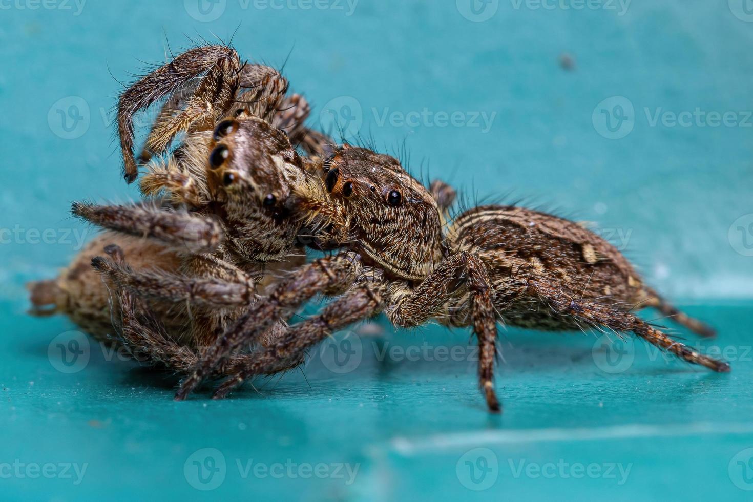 vrouwelijke volwassen pantropische springspin foto