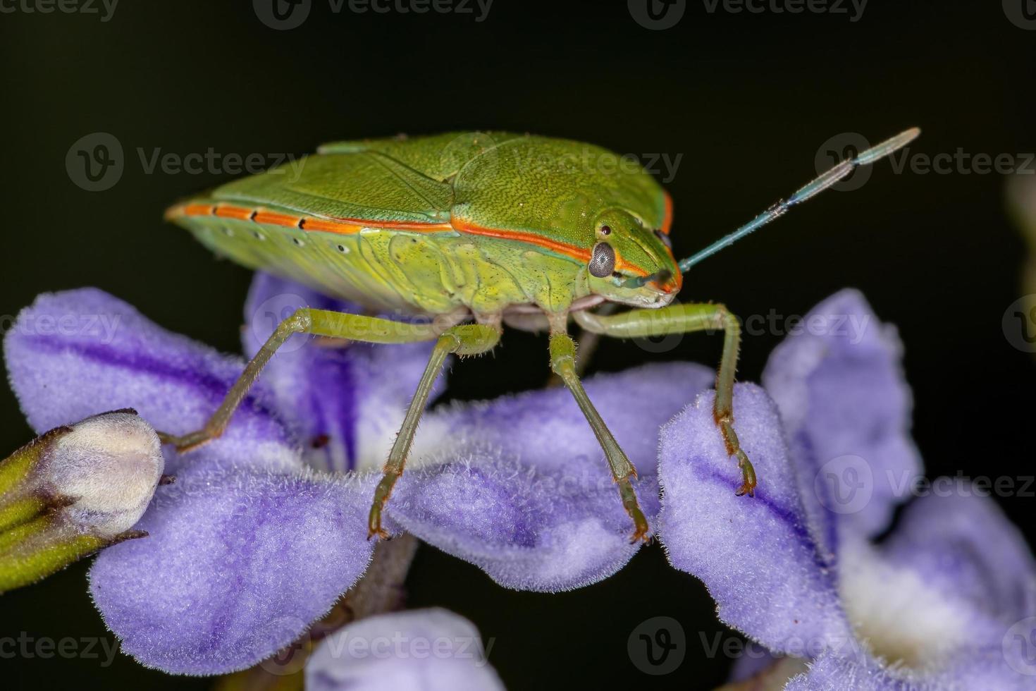 volwassen groene stinkwants foto