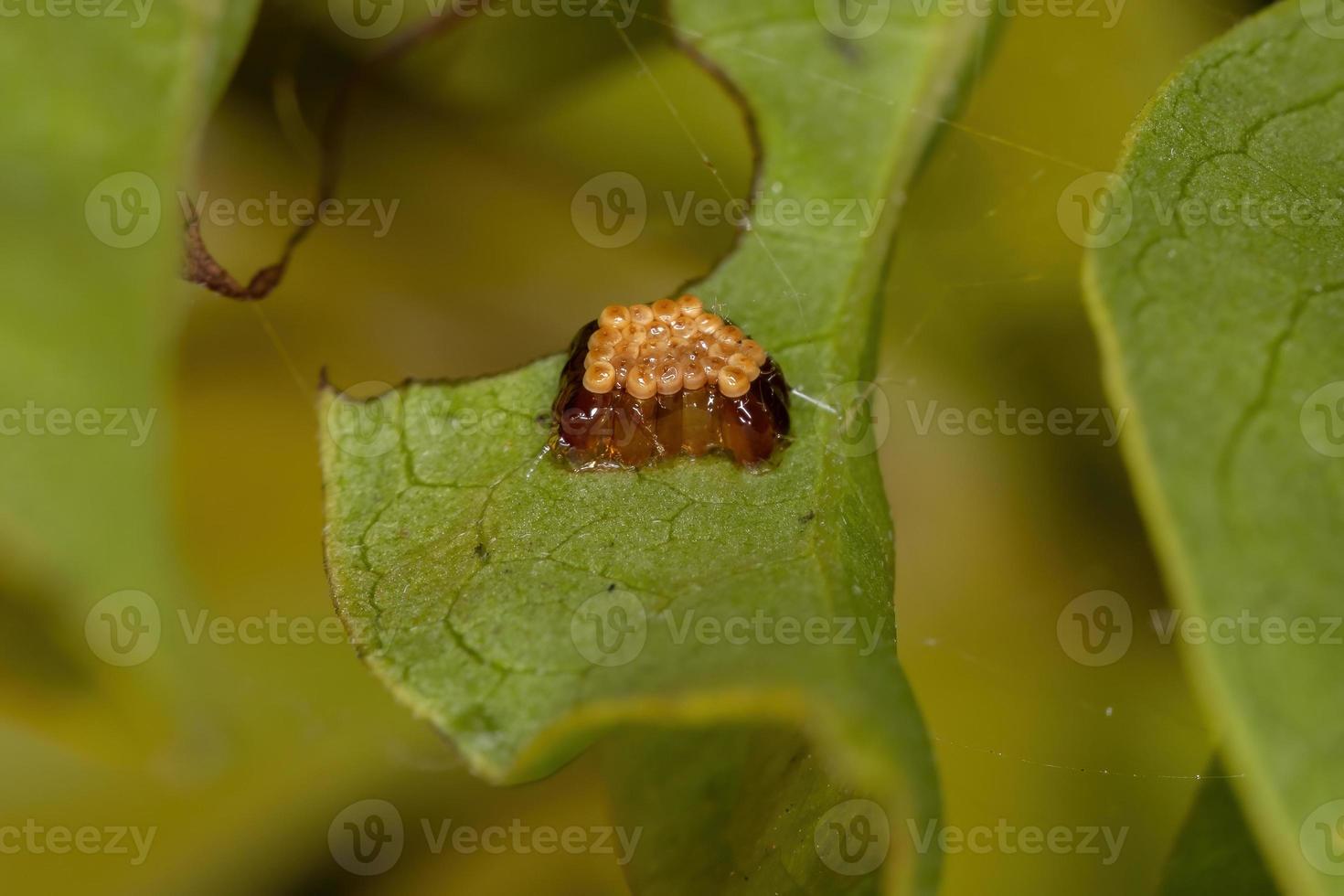 Assassin Bug Eggs foto