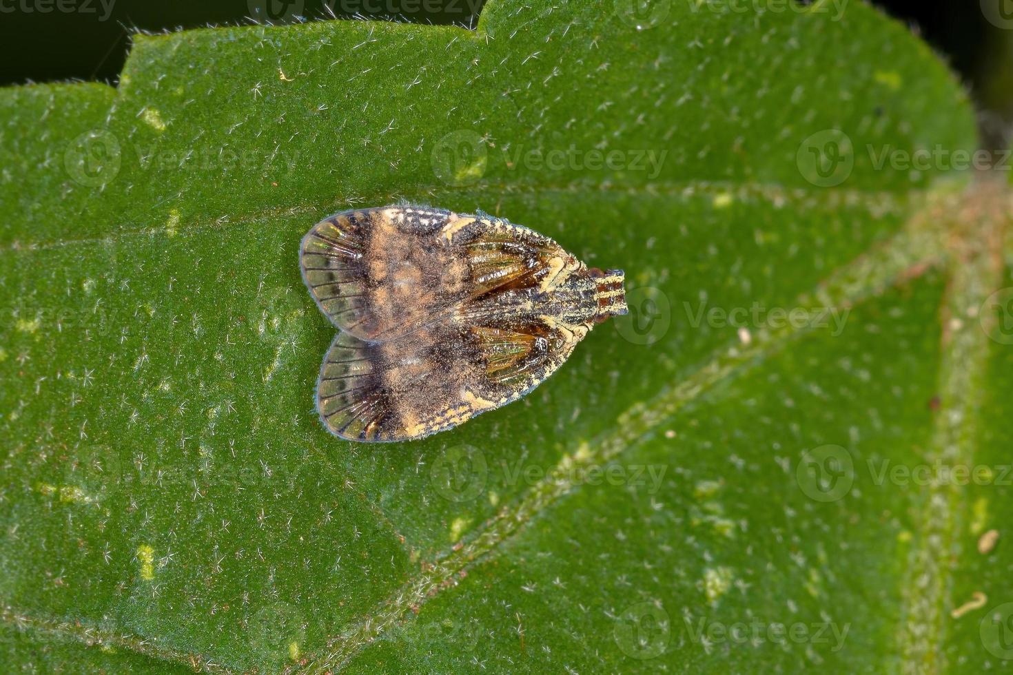 volwassen kleine planthopper foto