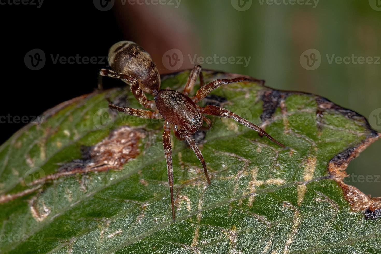 volwassen vrouwelijke mierenzakspin foto