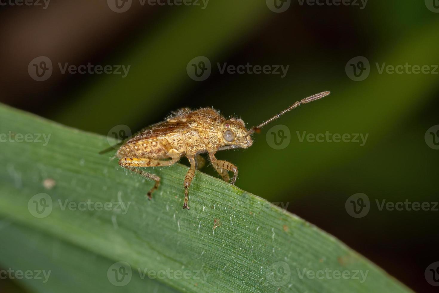 volwassen pentatomomorph-bug foto