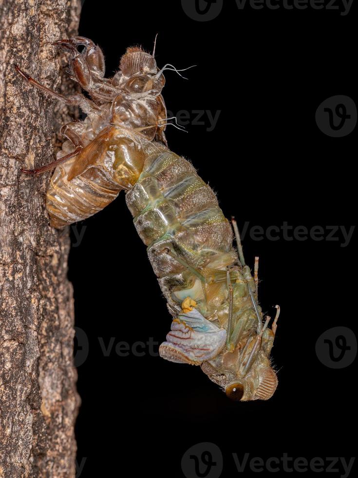 volwassen gigantische cicade foto