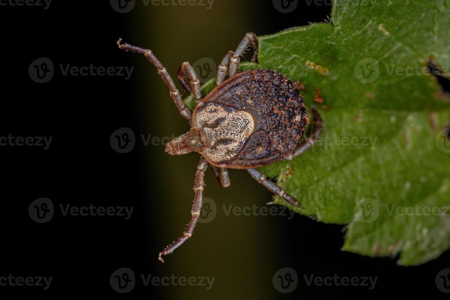 vrouwelijke volwassen cayenne teek foto