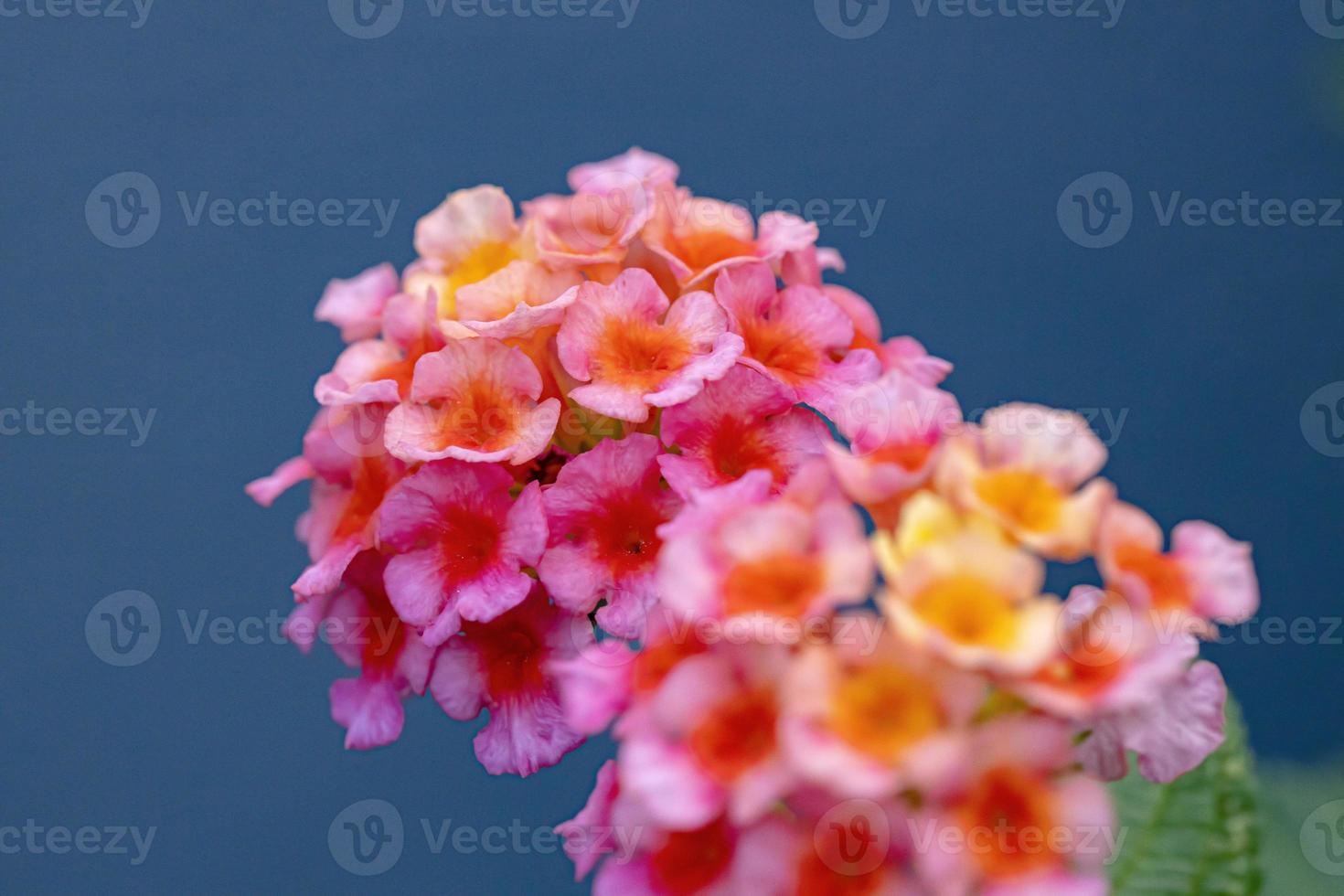 bloem van gewone lantana foto