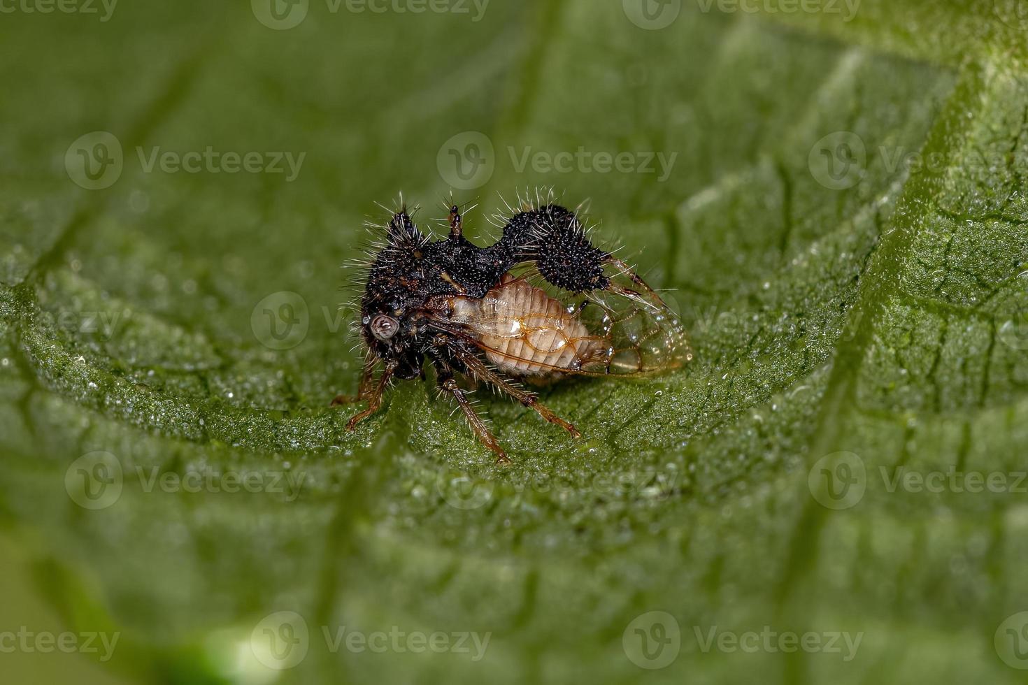 volwassen mier-nabootsende treehopper foto