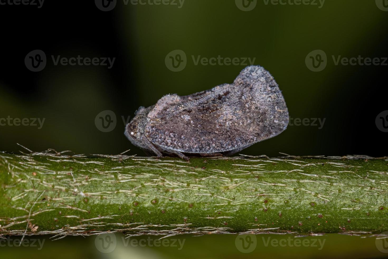 volwassen planthopper insect foto