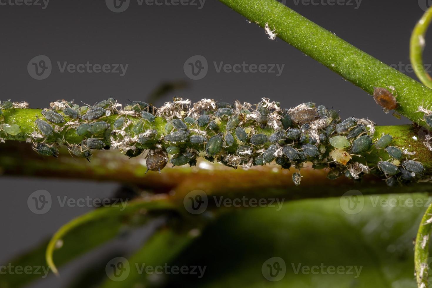 meloen bladluis insecten foto