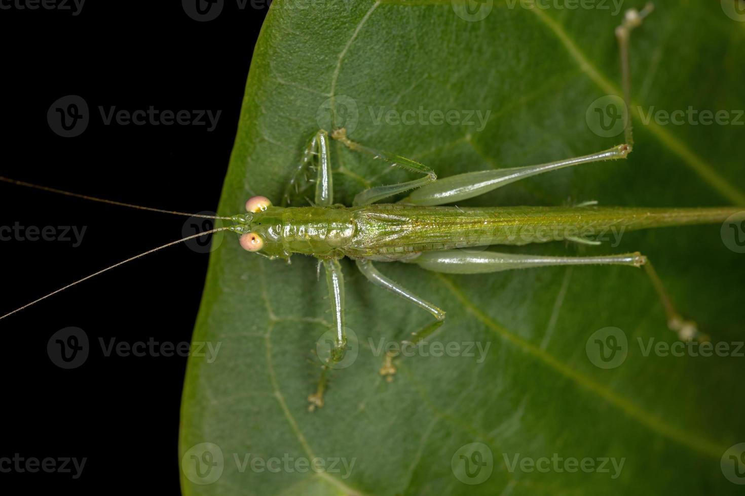 volwassen stille katydid foto