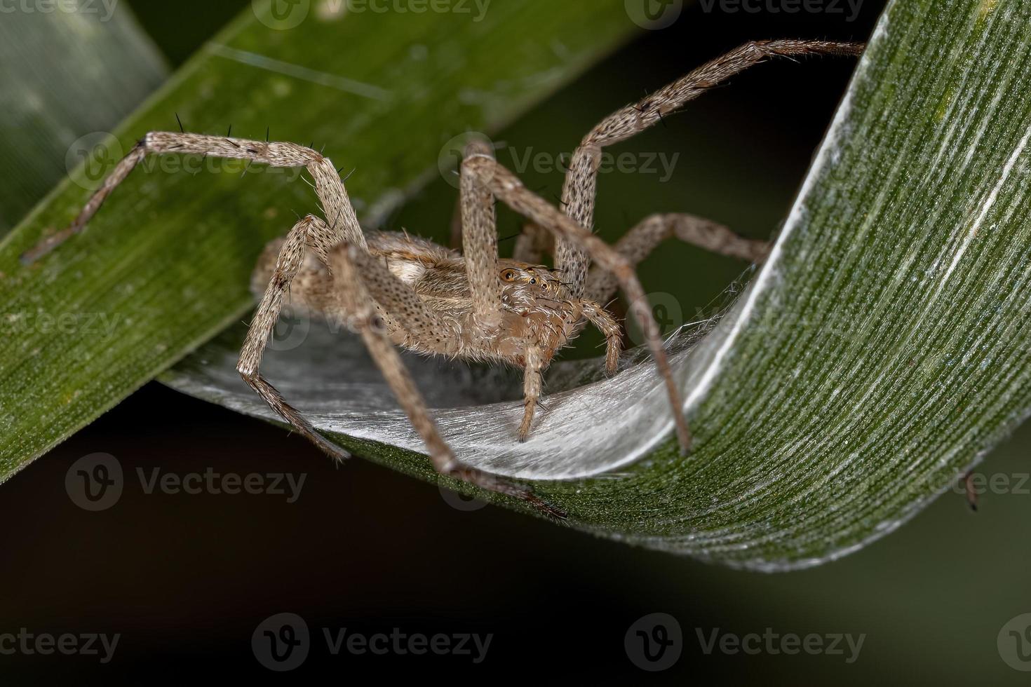 vrouwelijke volwassen lopende krabspin foto