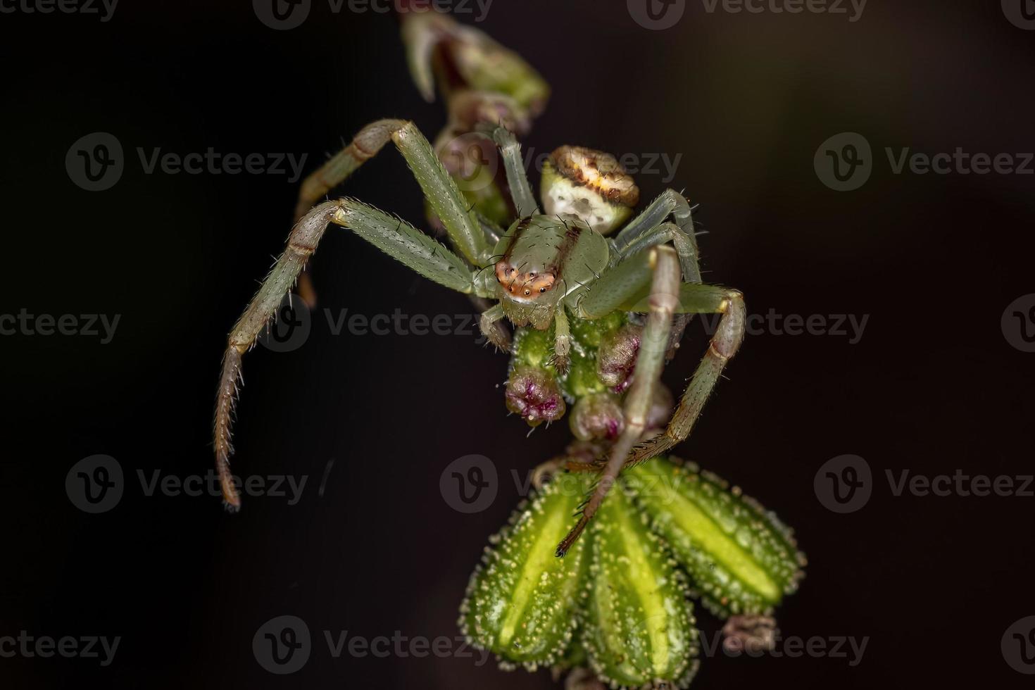 volwassen vrouwelijke krabspin foto