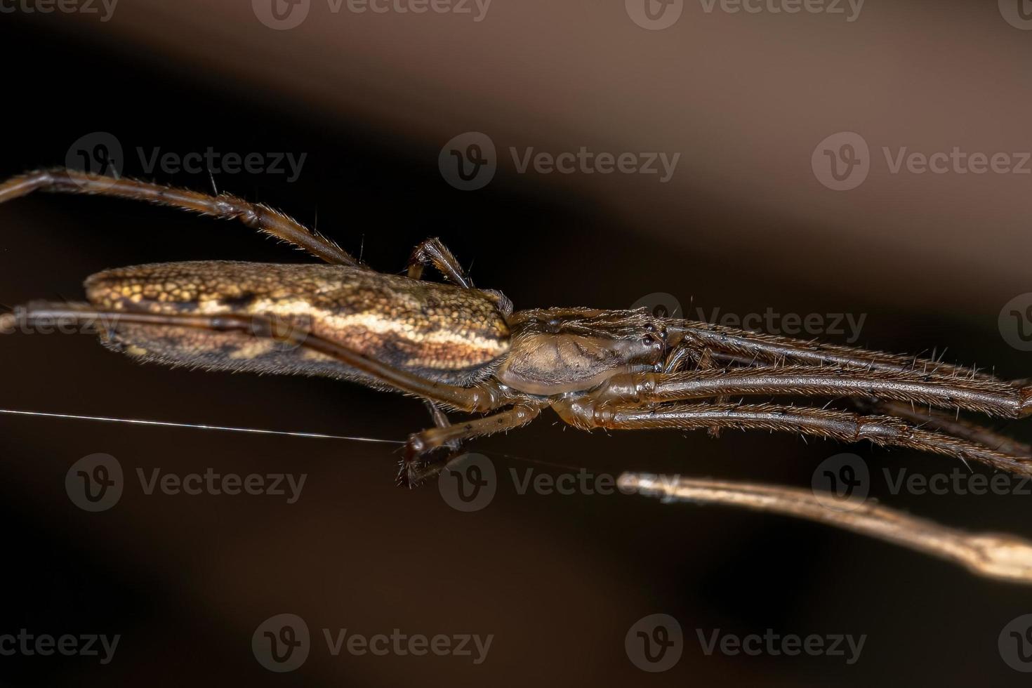 orbweaver-spin met lange kaken foto