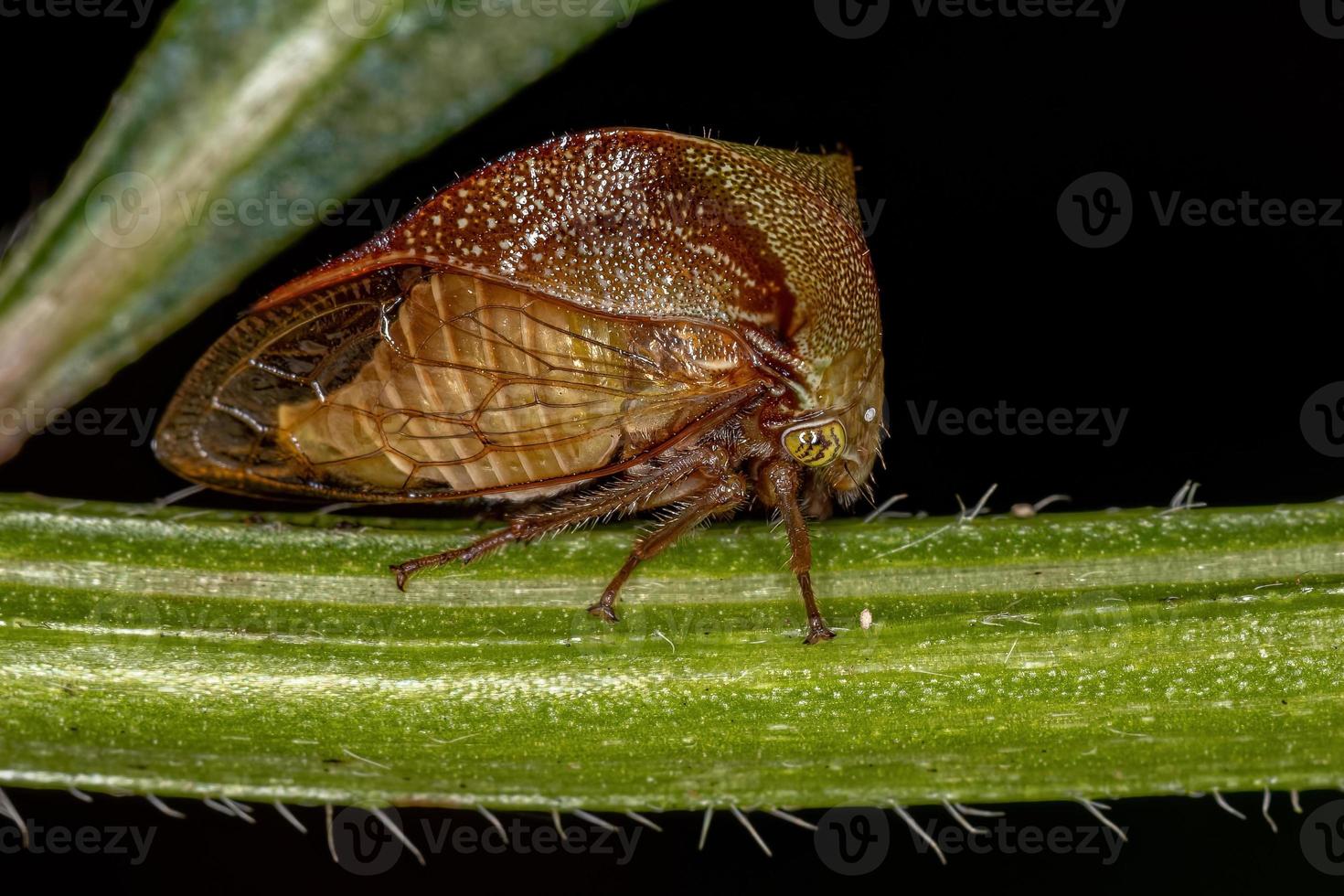 volwassen buffalo treehopper foto