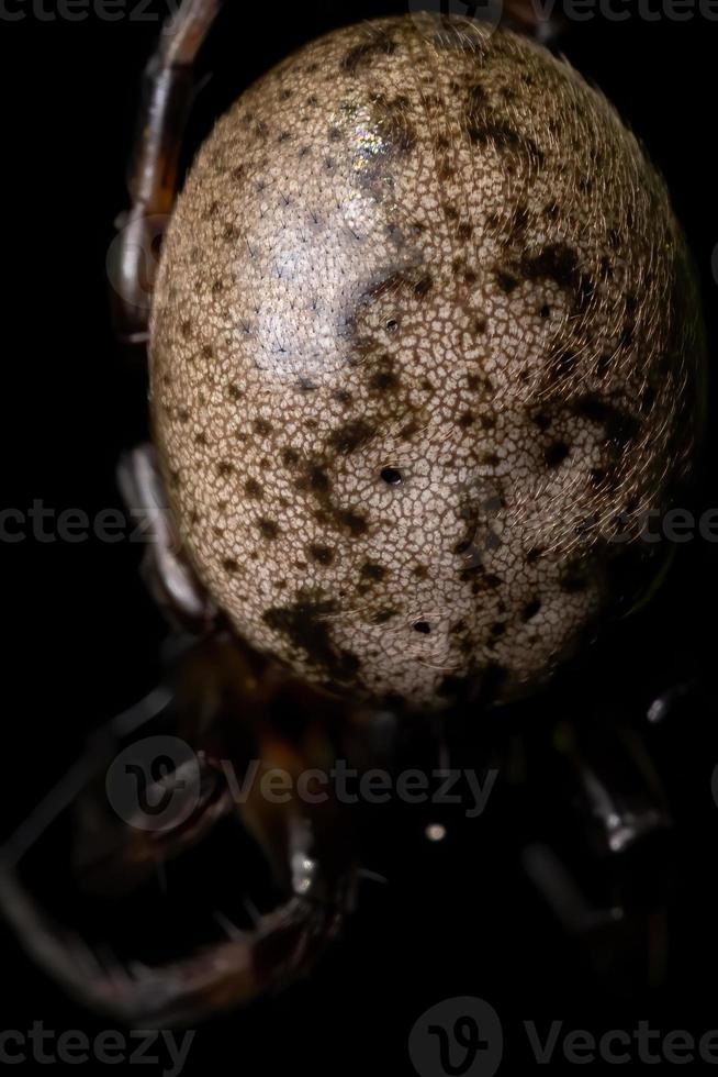 Braziliaanse klassieke orbweaver foto