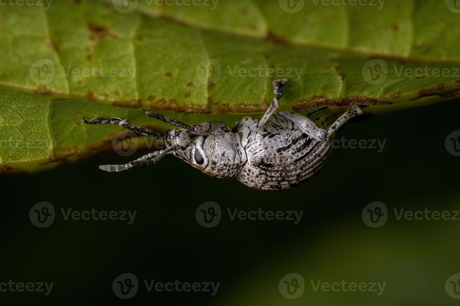 breedsnuitkever op een groen blad foto