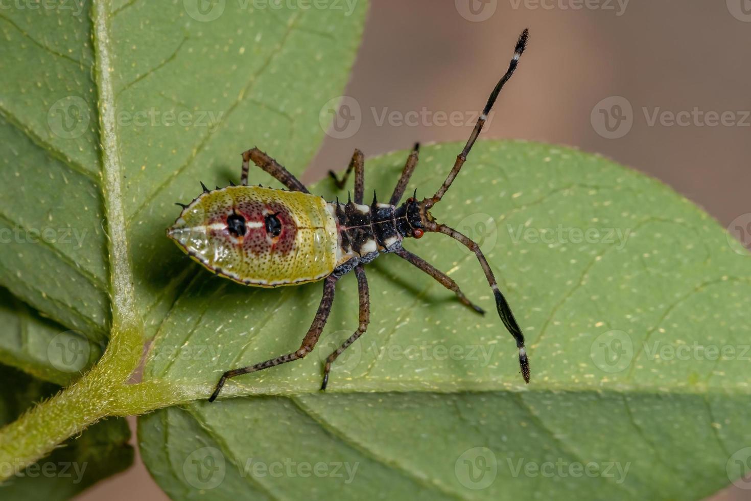 bladvoetige insectennimf foto