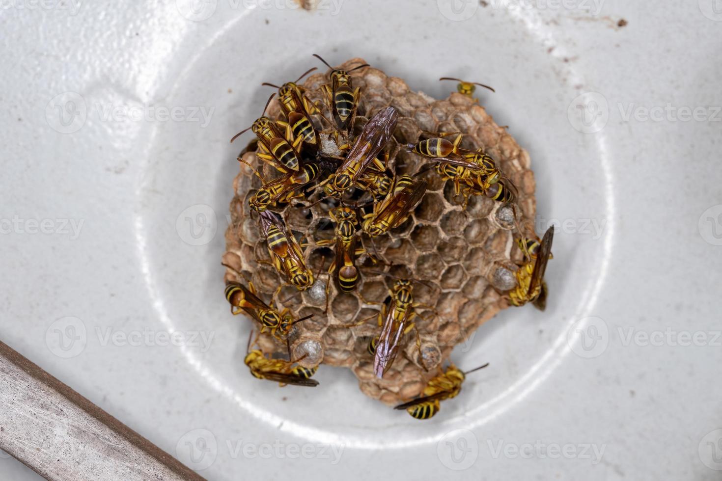 volwassen papieren wespen met lange taille foto