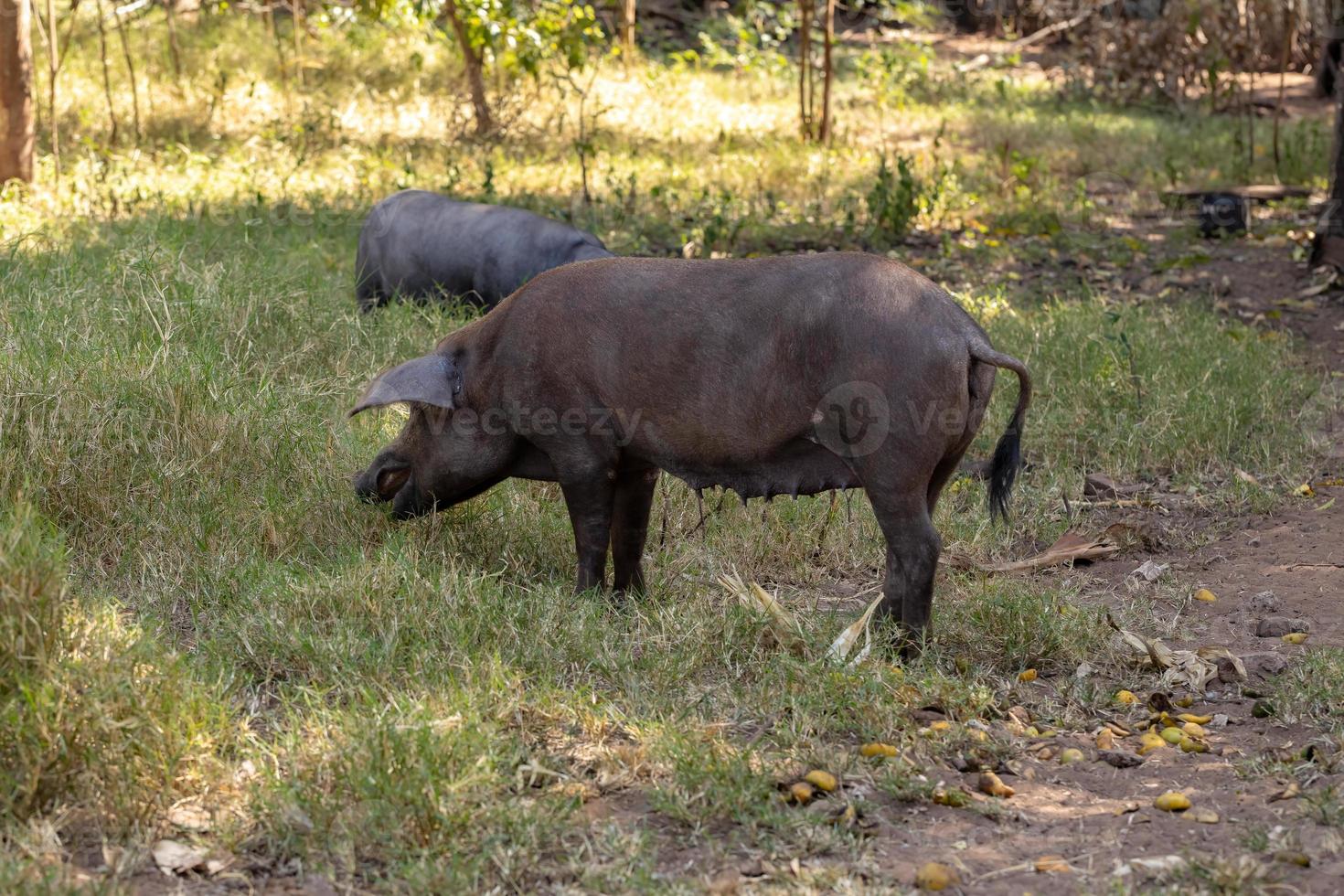 zwart varken gefokt foto