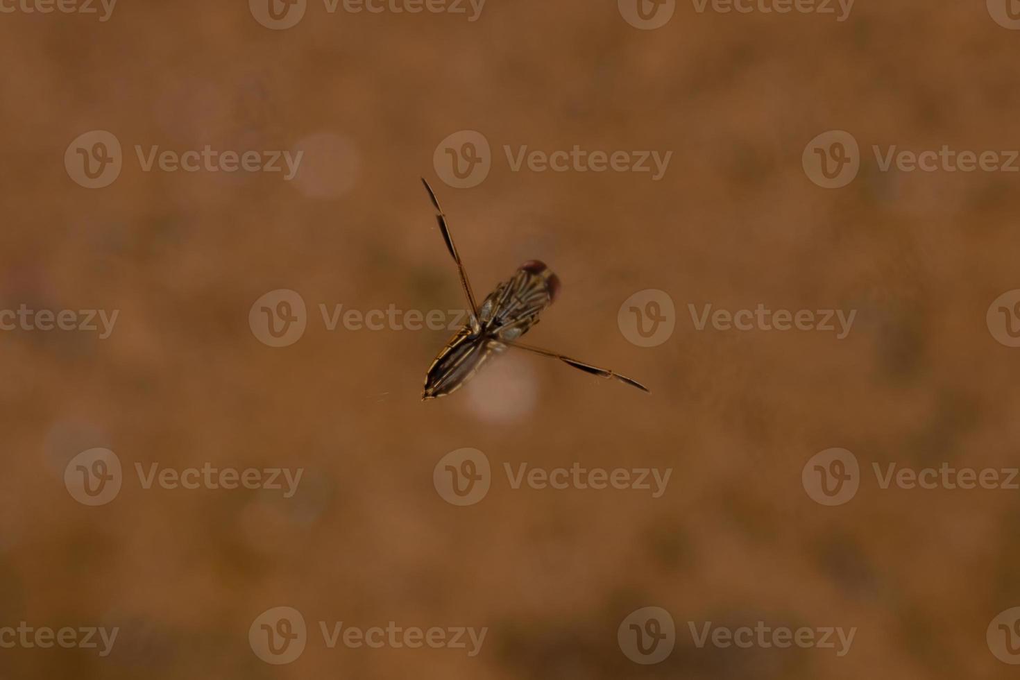 klein typisch backswimmer-insect foto