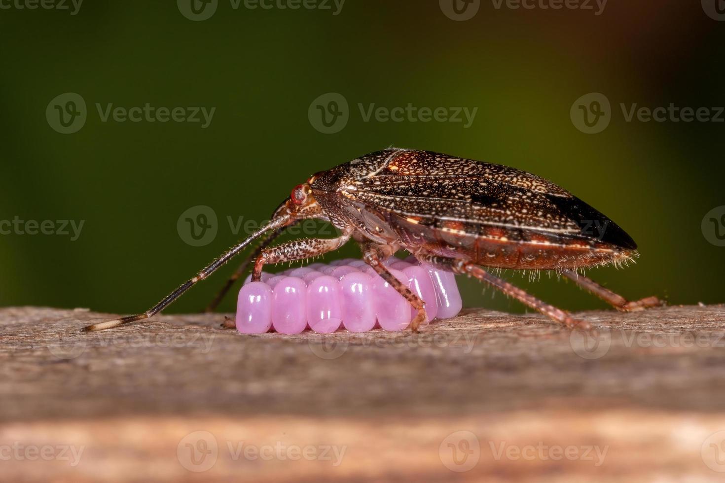 volwassen vrouwelijke stinkwants foto