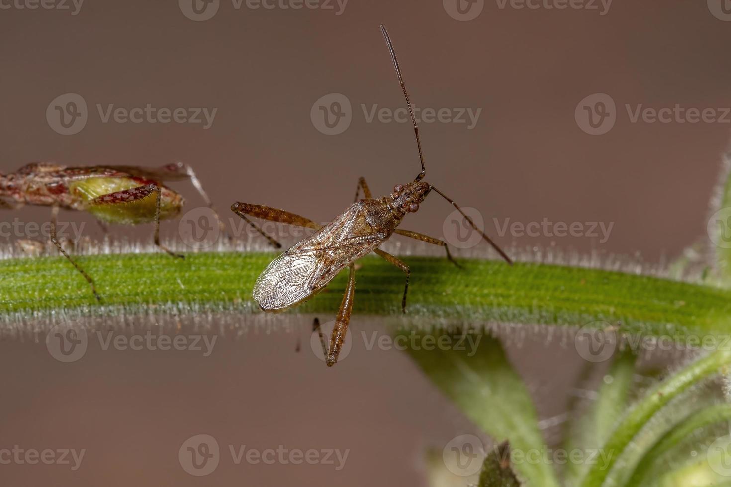 geurloze plantenwants foto